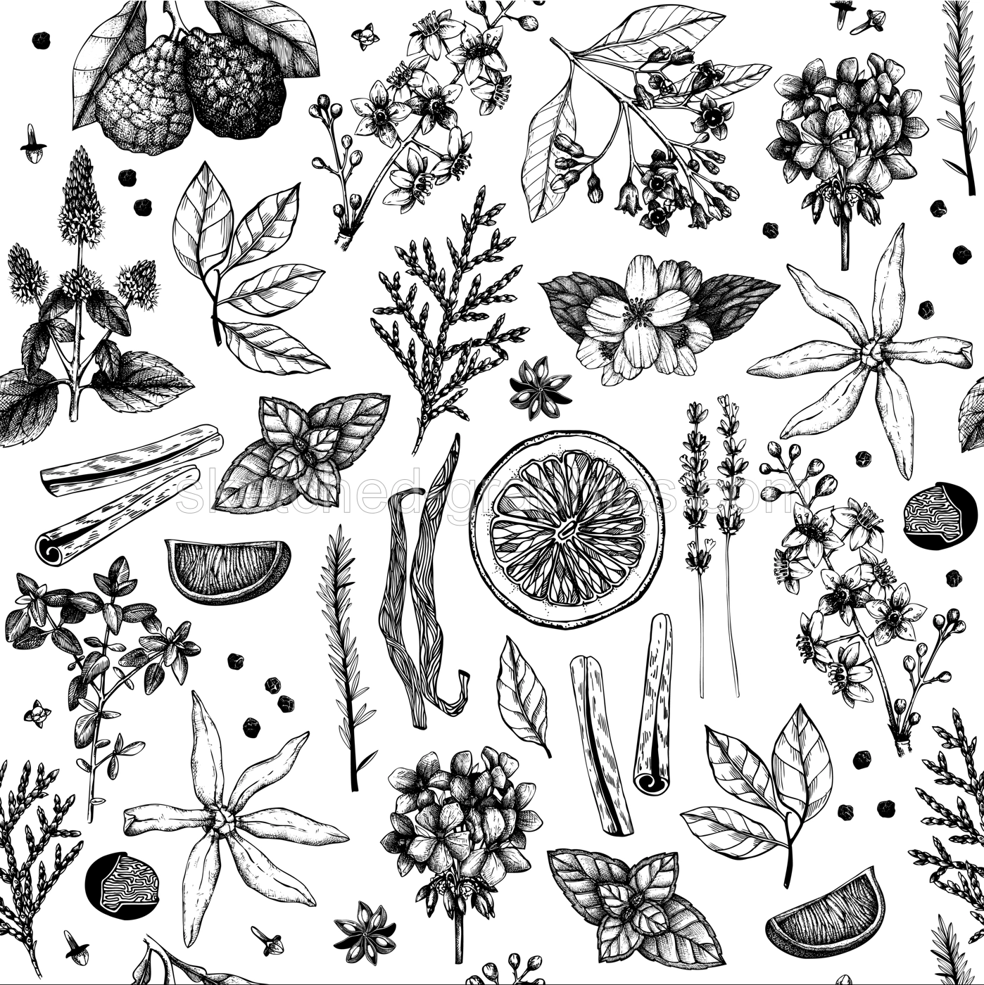 Aromatic seamless pattern for cosmetics and perfumery. Hand-drawn botanical illustration. Eco-friendly design. NOT AI generated Illustration